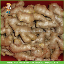 Fresh Ginger Exporter Chinese Ginger Air Dried Ginger 250g up to European